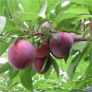 Frutti di susino