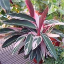Pianta di Calathea