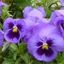 Variet di viola del pensiero