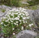 Riordiniamo il giardino roccioso