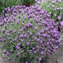 Cespuglio di lavanda ordinato e ben potato