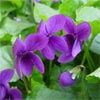 Viola odorata