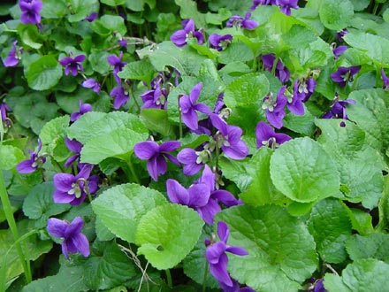 Viola odorata L.