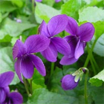 Viola odorata L.