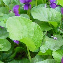 Viola odorata L.