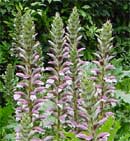 Acanthus mollis
