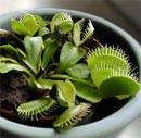 Dionaea