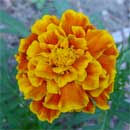 Tagetes, bello e utile